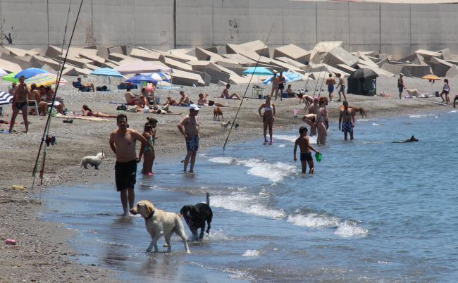 La portavoz del Partido Popular recuerda que ha sido la Junta de Andalucía la que ha prohibido expresamente las playas para mascotas en todo el litoral andaluz.  
