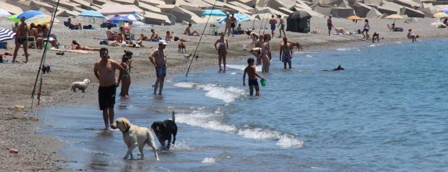 La portavoz del Partido Popular recuerda que ha sido la Junta de Andalucía la que ha prohibido expresamente las playas para mascotas en todo el litoral andaluz.  